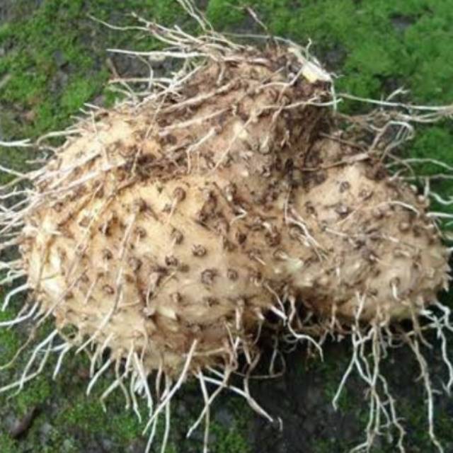 

Umbi gadung Segar Umbi Gadung Asli 1000 Grm