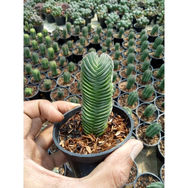 sekulen budha temple +pot hitam