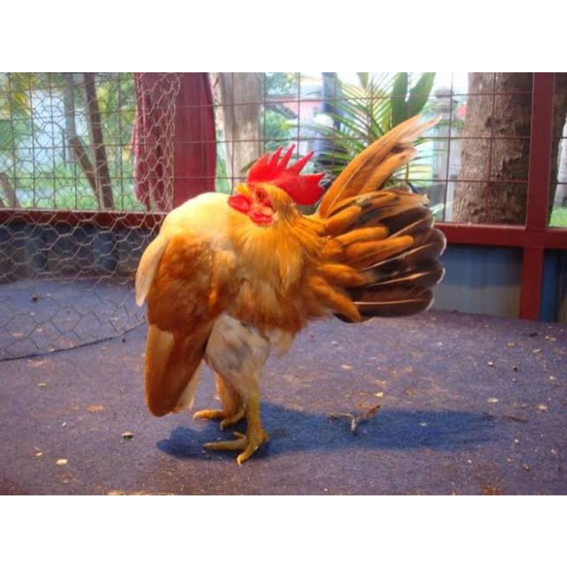 TELUR TETAS AYAM HIAS SERAMA SELAM UNTUK DI TETASKAN