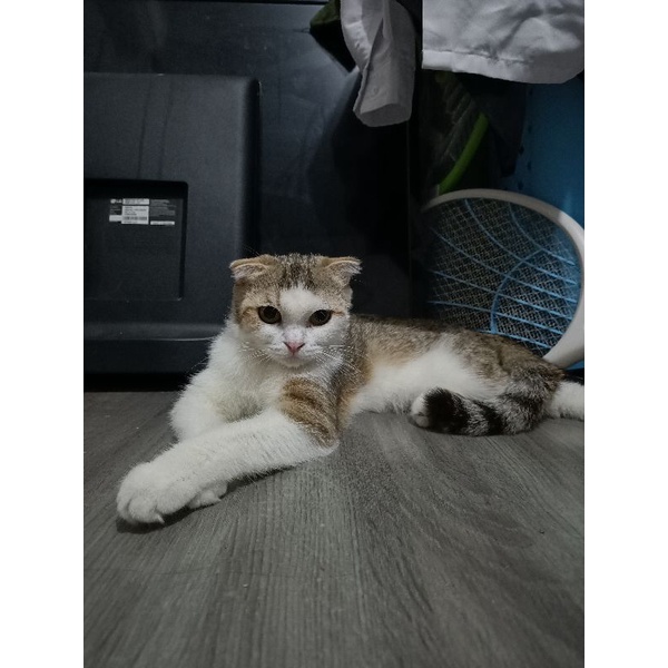 Scottish fold non ped