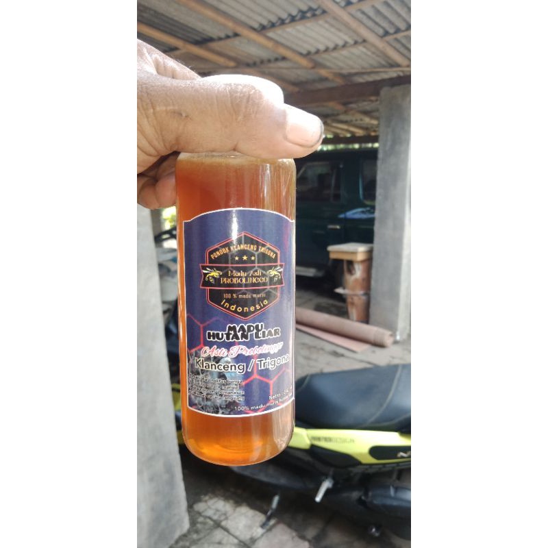 

madu klanceng / kelulut trigona jenis LEVICEP