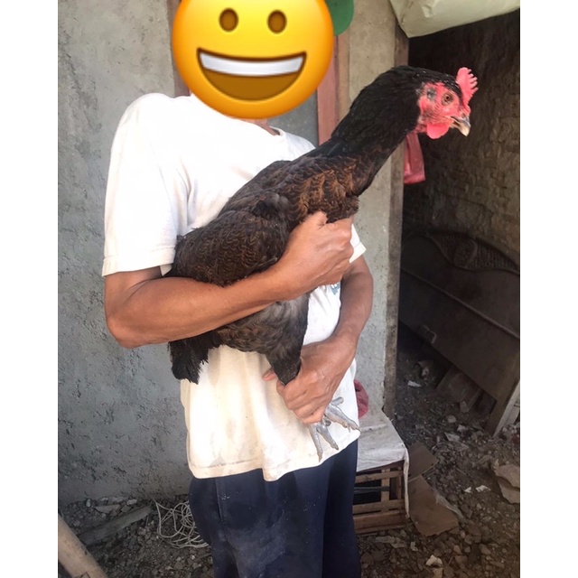 Ayam pelung betina usia produksi