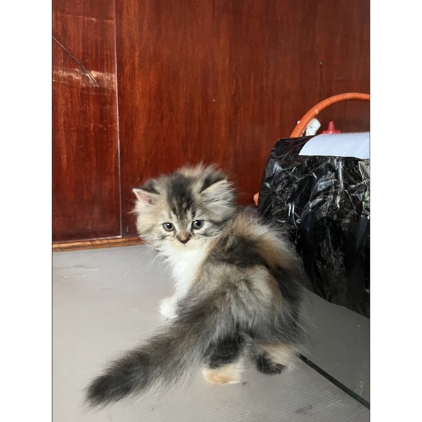 Kucing Persia Longhair Calico Betina