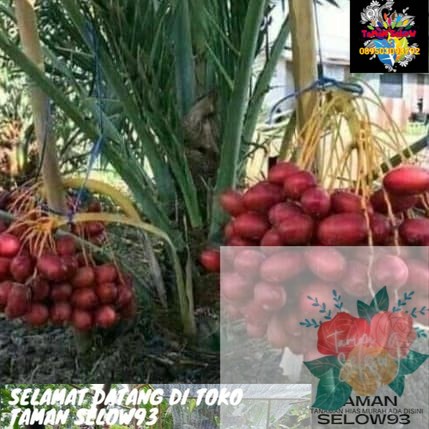 Tanaman Pohon Kurma Ajwa-Berbuwah