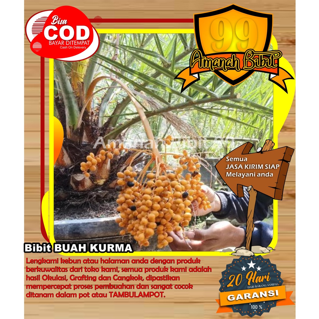 Bibit Buah Kurma