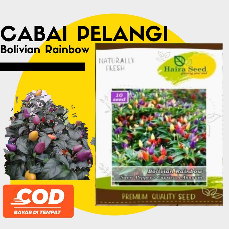 BENIH CABAI PELANGI