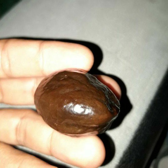 muncang pedang indung ori