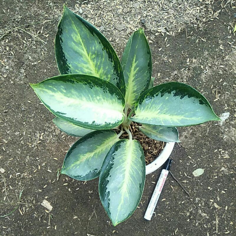 Aglaonema green bowl roset sesuai foto