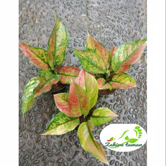 Tanaman hias AGLONEMA HENGHENG-aglonema hengheng