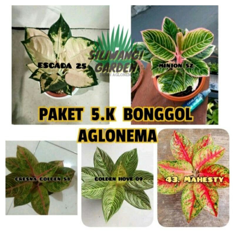 Bibit paket 5 Aglonema Bonggol ,ESCADA,Cresnagolden,Minions,golden hope,Mahesty
