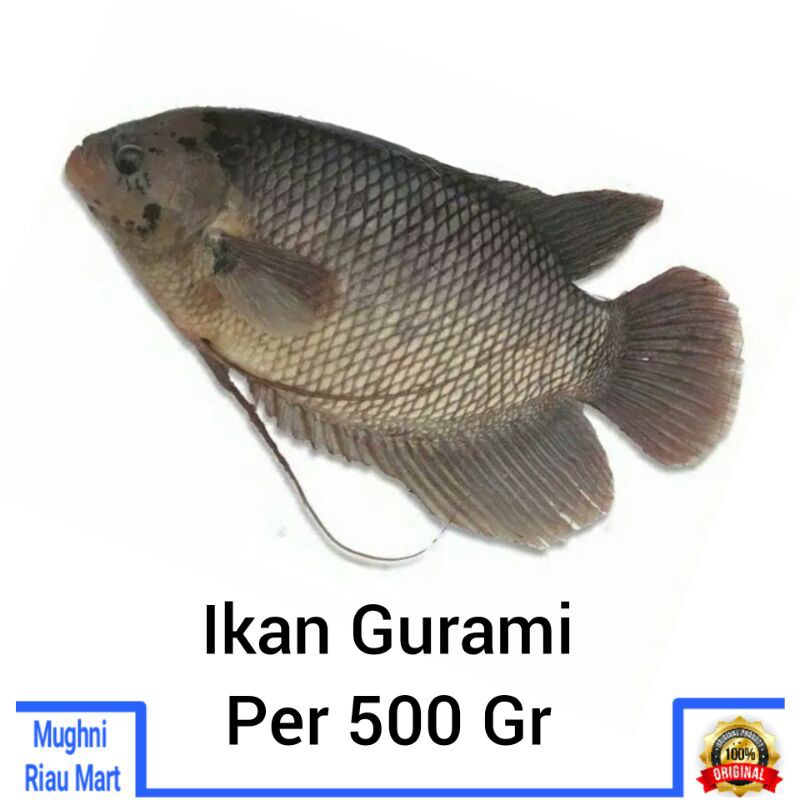 

Ikan Gurami Per 400 Gr - Kurang Lebih