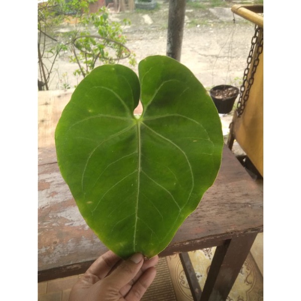 kuping gajah regale hybrid/anthorium regale hybrid