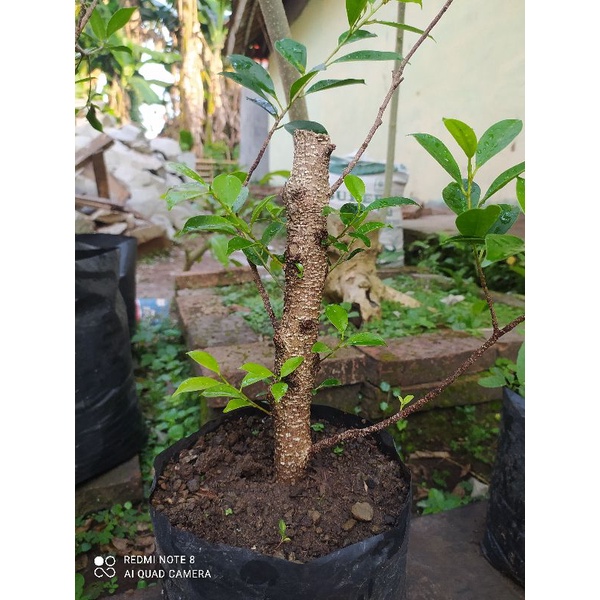 Stek batang kimeng paket isi 3