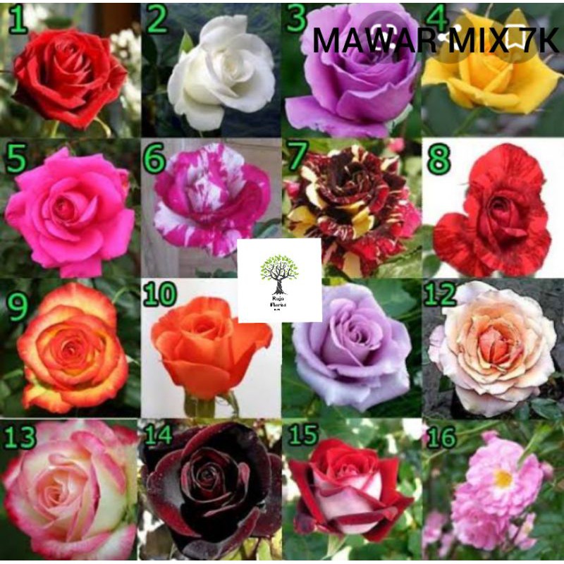 

MAWAR 10pcs MIX HARGA PETANI