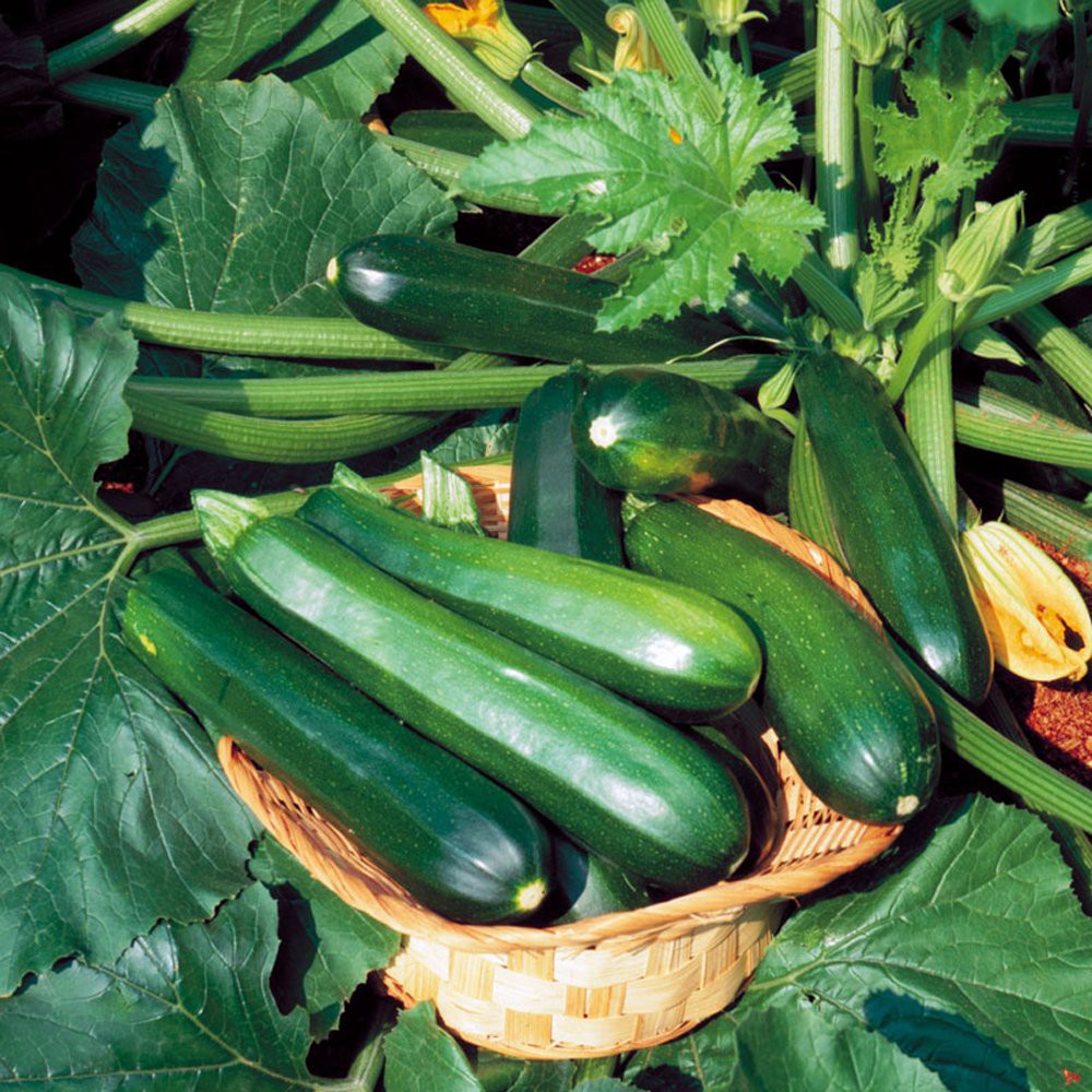 Benih Bibit Biji - Zucchini Jewel / Zukini Hijau Hibrida F1 Green Courgette Summer Squash Seeds