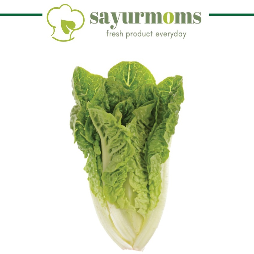 Romaine Lettuce 500 gr - 1 kg Surabaya