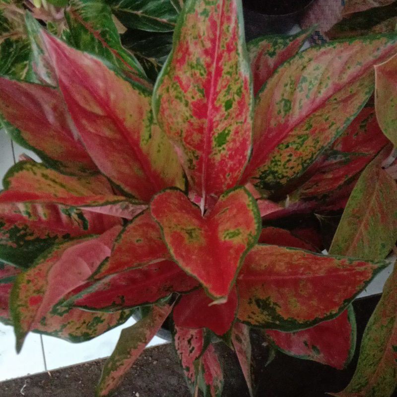 Aglonema Kochin Indukan / Kochin+tunas