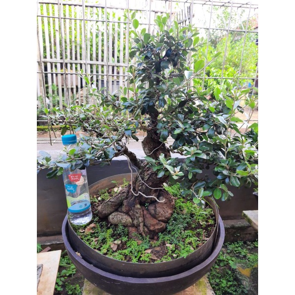 Bonsai Silver Bery ( Kiperak )