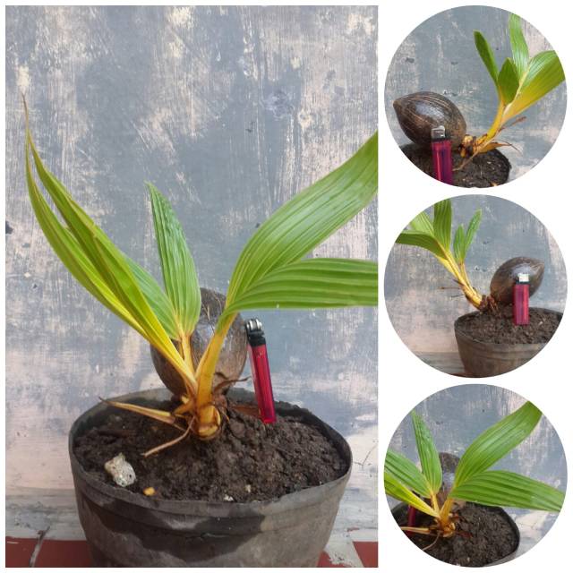 Bonsai kelapa gading kuning