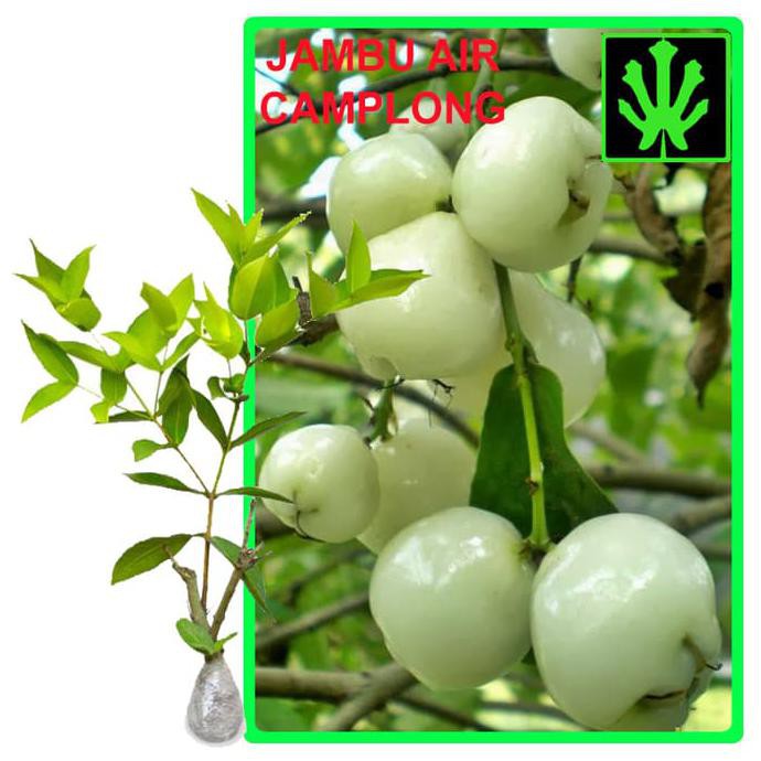 F0R Bibit Buah Jambu Air Camplong - Tinggi 60Cm Cint