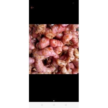 

lengkuas/laja buku masak/obat panu