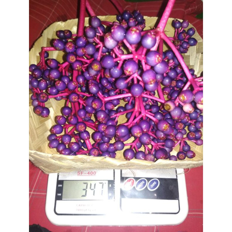 

BUAH PARIJOTO FRESH KUDUS MURIA ASLI 1/4 KILO (250gr)