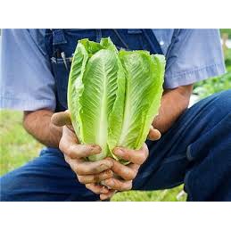 Benih-Bibit Selada Green Romaine Parris Island Cos (Haira Seed)