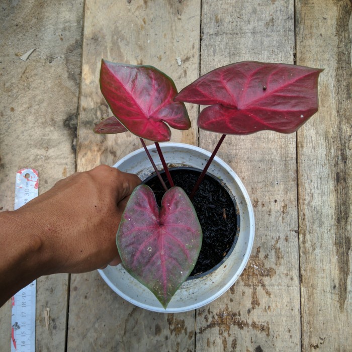 bibit keladi hias red devil super red caladium red devil