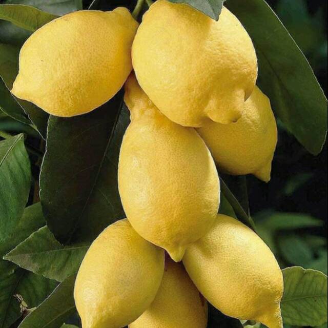 Bibit buah lemon murah/tanaman buah lemon siap buah
