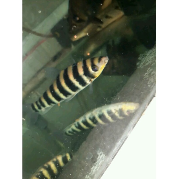 ikan kaos kaki 12-13 cm