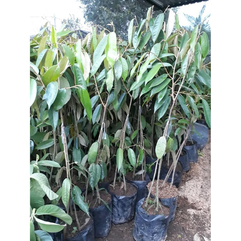 Bibit Durian Musangking Kaki 3 Tinggi 100 cm