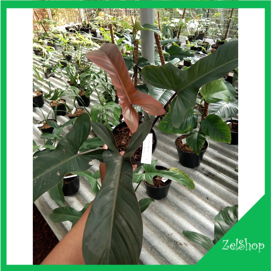 Philodendron Florida Bronze / Philo Florida Bronze Ori