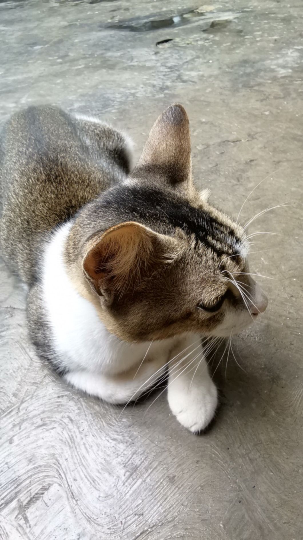 Carote Bio Green Panci Susu Anti Lengket 16/18cm  Lengkap Dengan Tutup