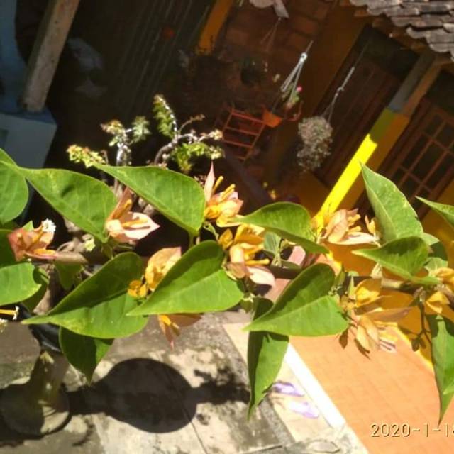 Bougenville Singapore varigata bunga kuning