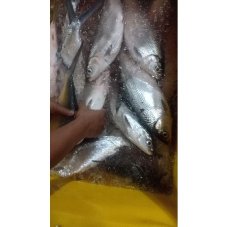 

BANDENG FRESH DAN FROZEN BEKU IKAN SEGAR NELAYAN