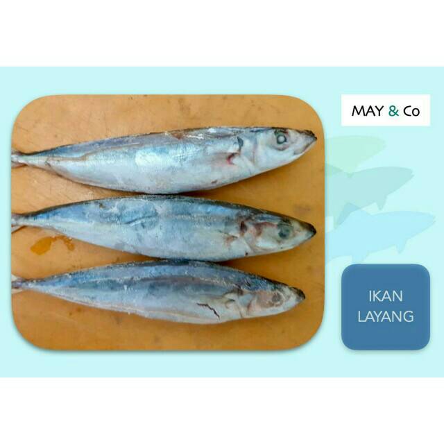 

IKAN LAYANG