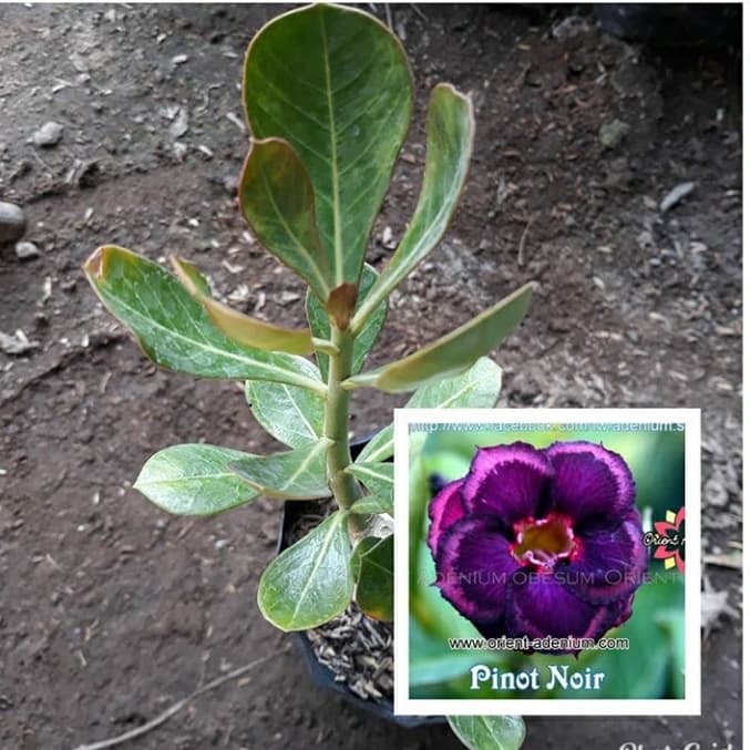 

Bibit bunga kamboja adenium pinot noir