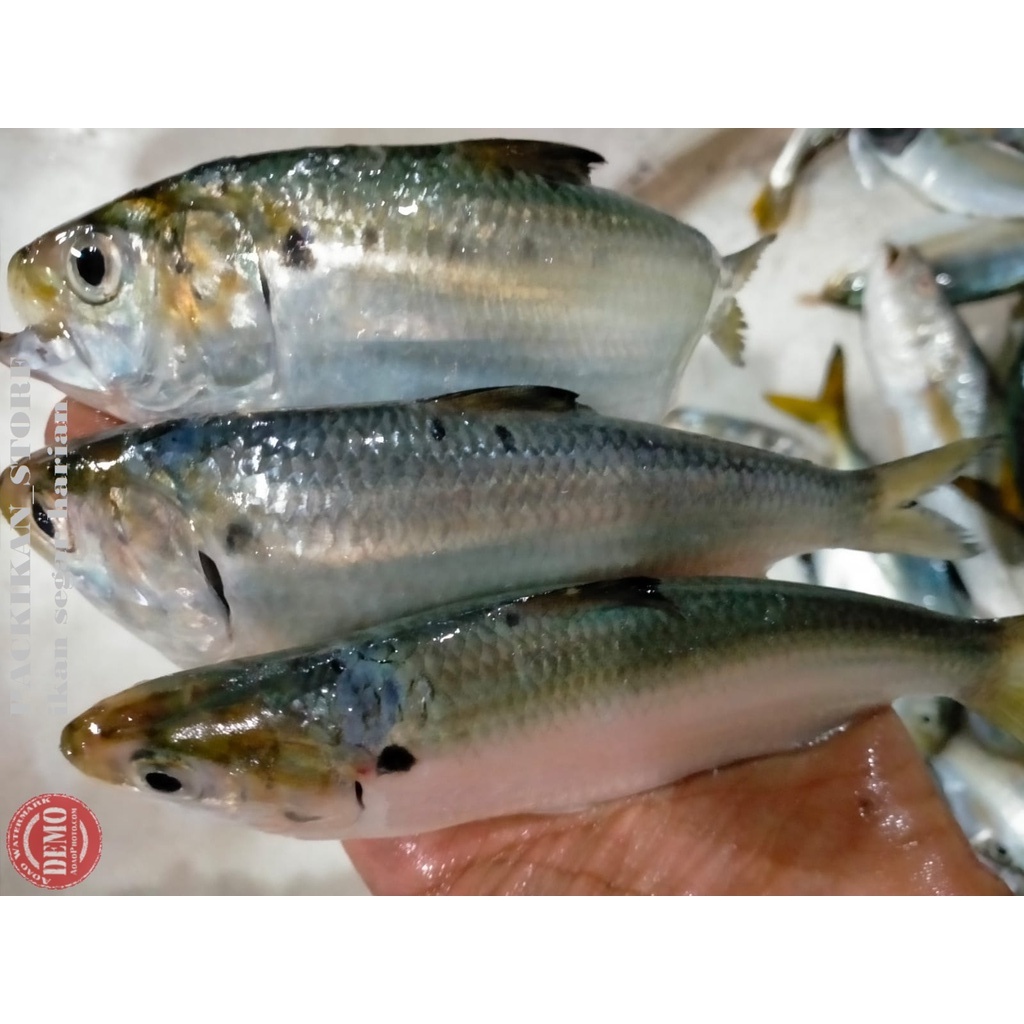Ikan Sarden Segar Ikan Segar Sarden Fresh GARANSI SEGAR