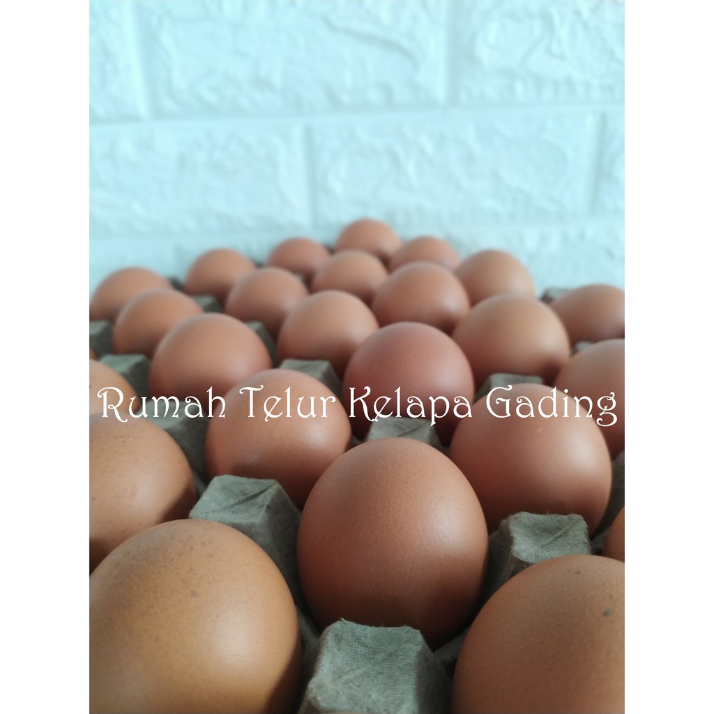 

RB Telur Omega Curah Segar Perkilo