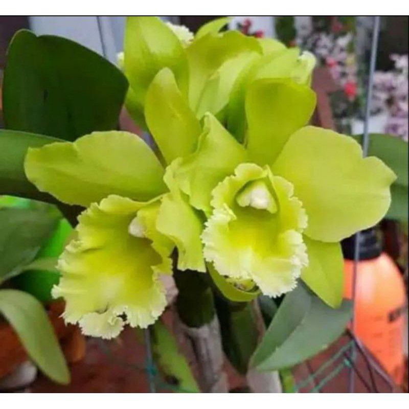 Pohon Anggrek Cattleya Bunga Hijau Dewasa Siap Spike