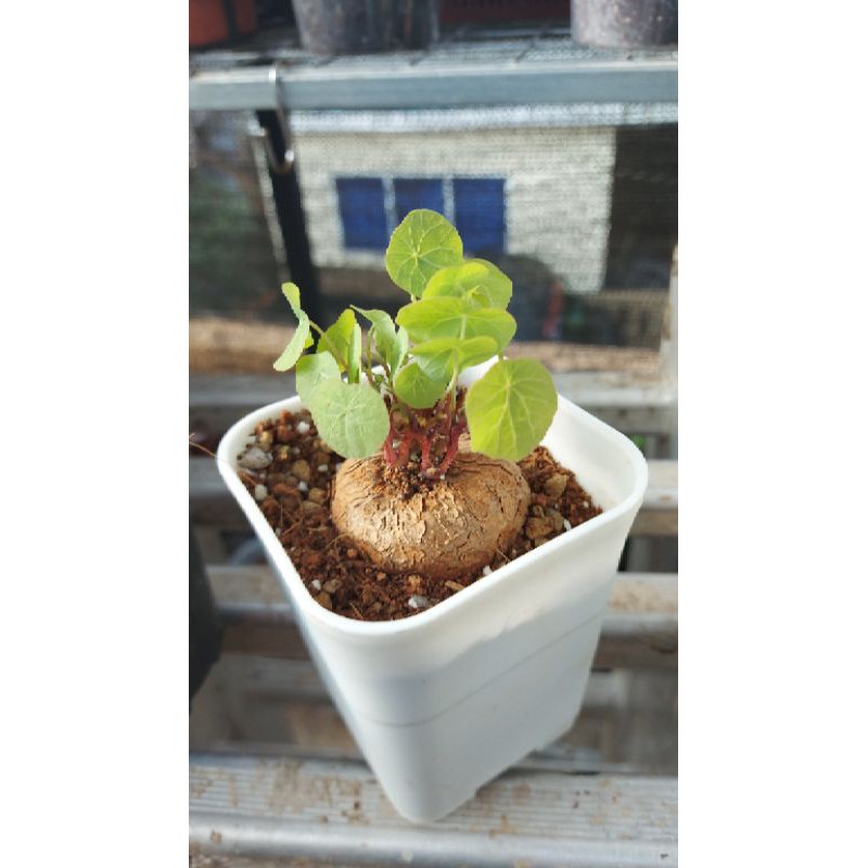 stephania cepharantha