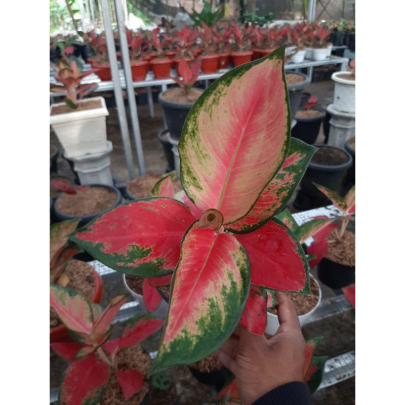 AGLONEMA RED MAJESTY