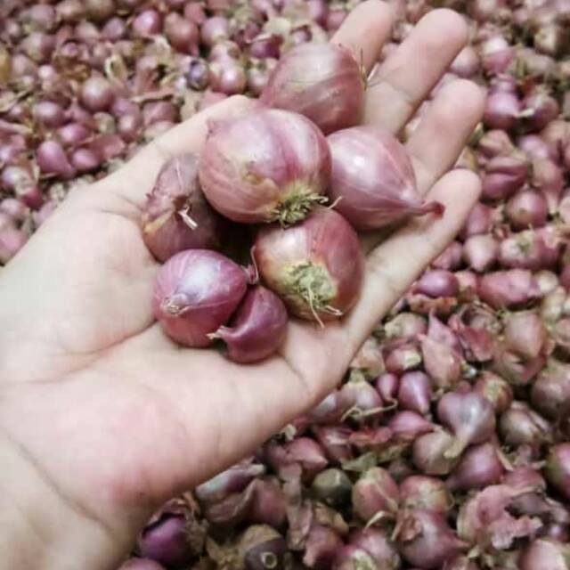 

Bawang merah brebes sedang