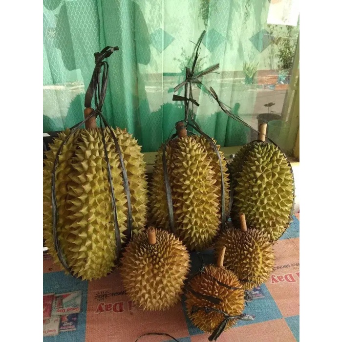 Bibit durian petruk super