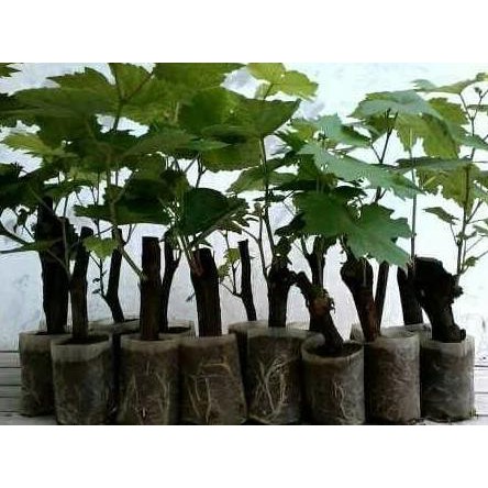 A+ TANAMAN BUAH ANGGUR (MERAH,HITAM DAN HIJAU) ISI 3 BIBIT ORI