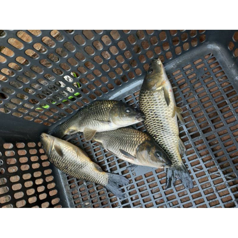 

Ikan Mas Segar