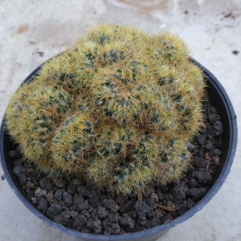 Kaktus ownroot multishape cristata tanaman bunga hias indoor outdoor