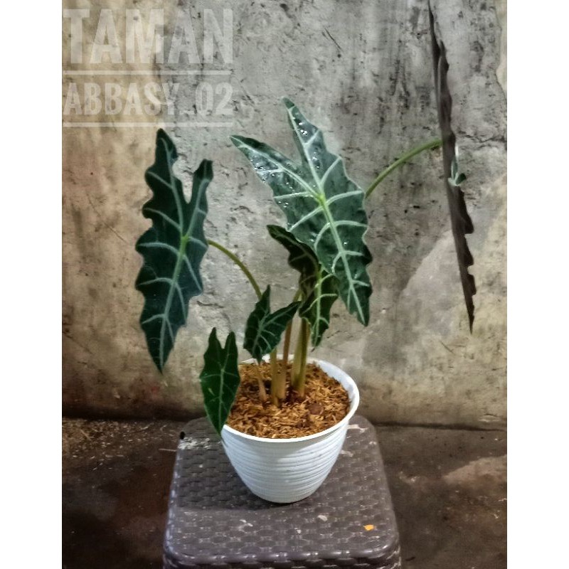 tanaman hias alocasia amazon / tanaman hias keladi Amazon / keladi amazon