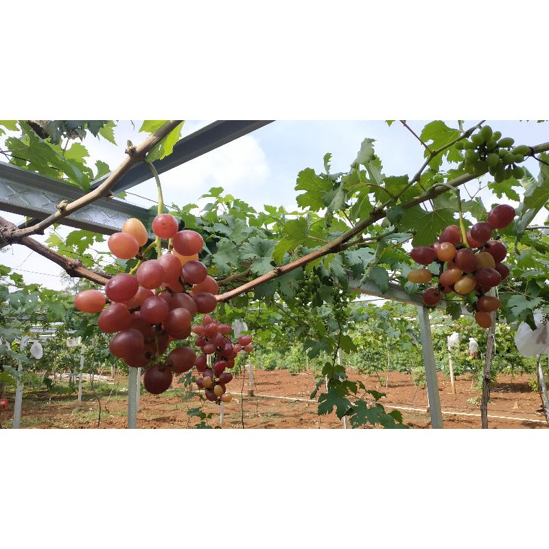 BLG entres anggur ninel