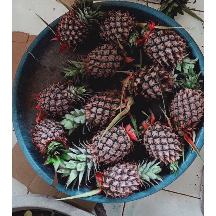 

NANAS MUDA ORIGINAL || TELAT HAID || HERBAL